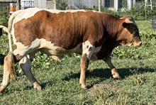 124 blue eyed bull calf